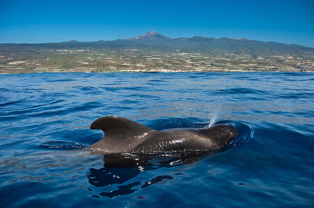Hottest Place in Europe: Southern Tenerife