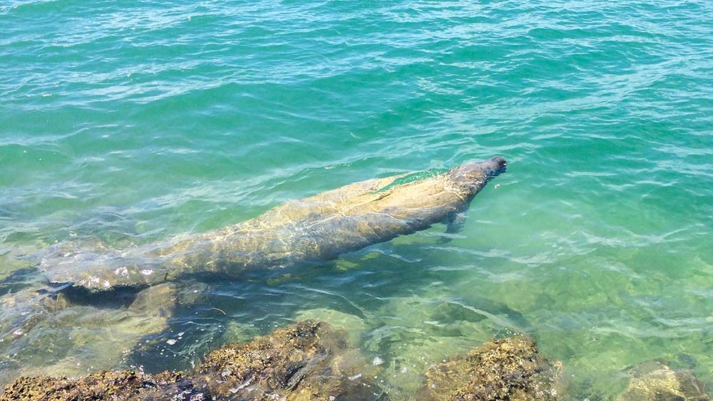 Key Biscayne Manatee