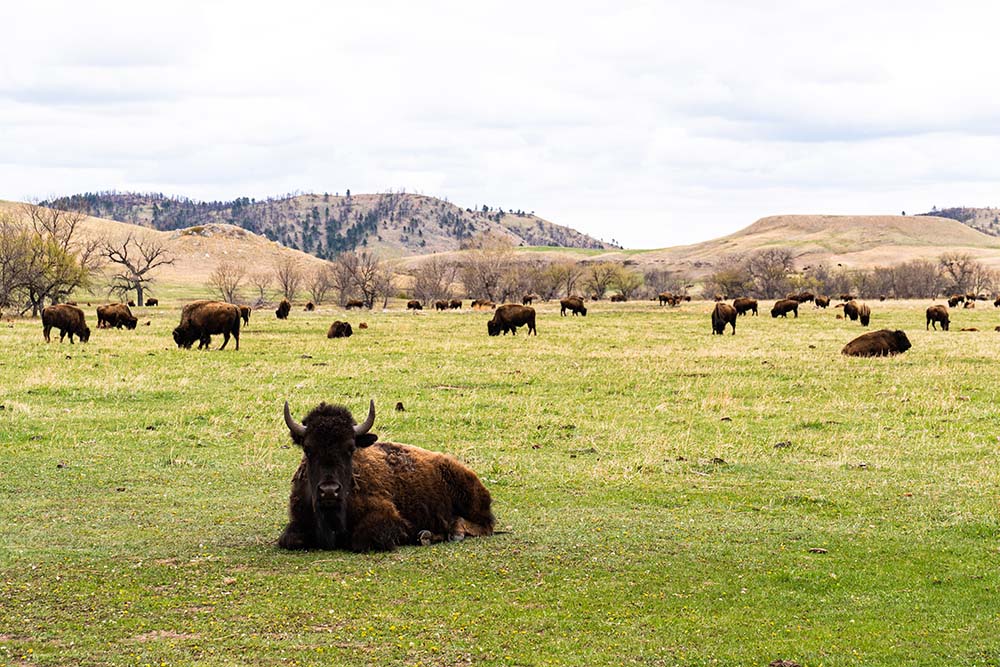 Custer Has Relatively Mild Winters